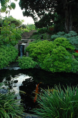 Koi pond and little waterfall deep in the Self-Realization Fellowship Meditation Garden, Encinitas, California, USA by Wonderlane