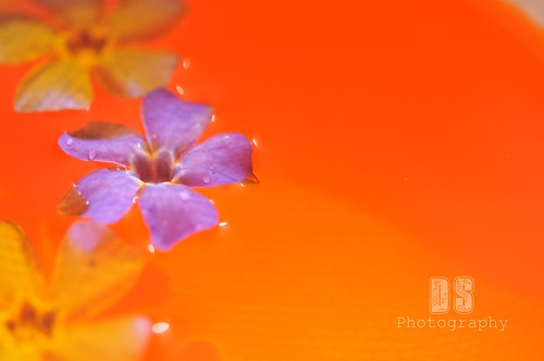 Flowers on the orange water