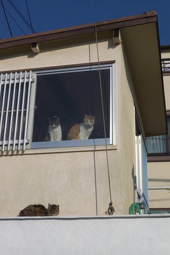 猫ハウスの猫たち