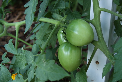 tomatoes52010