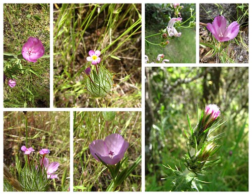 South Yuba Wildflowers - Pink