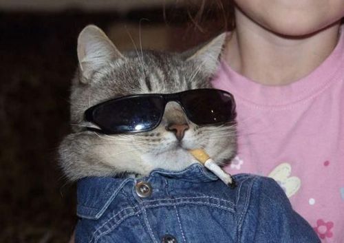 coolkitty