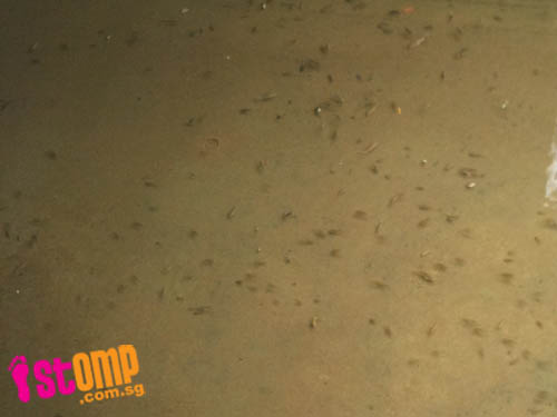  This 'river' in Jurong West is home to thousands of little fish