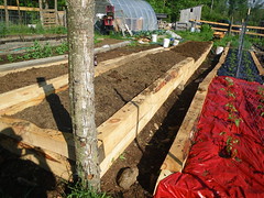 Double raised bed for sweet potatoes