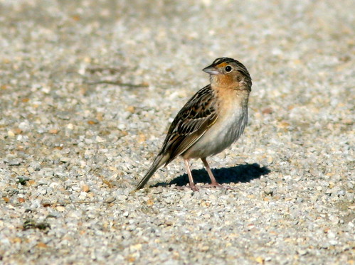Grasshopper Sparrow 20100607