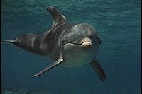 Flipper_Dolphin