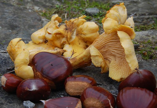 chanterelles and chestnuts