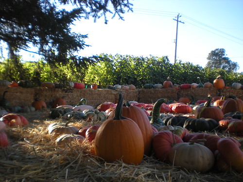 Fall scene in Napa, CA
