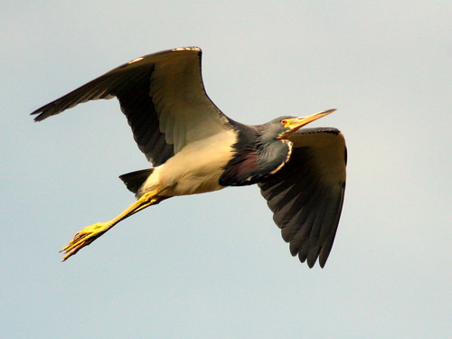 Tricolored Heron 20100113