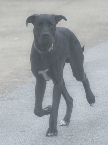 Great Dane by Life Lenses, on Flickr