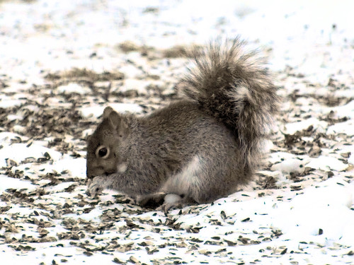 squirrel snow