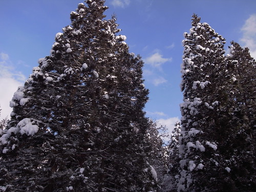 snow on the trees