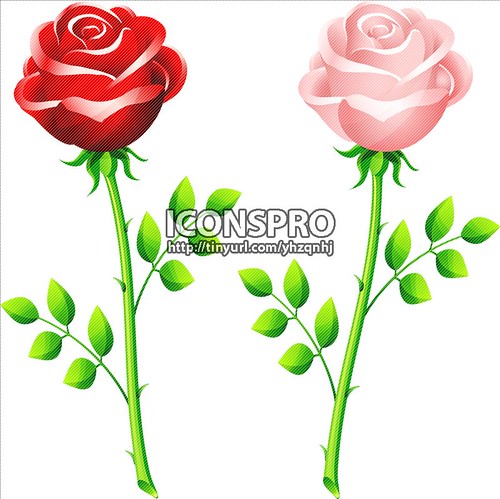realistic red and pink rose on a 