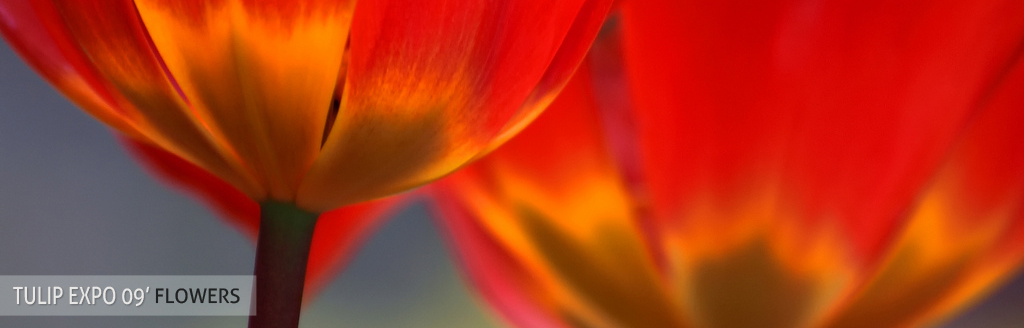 tulips_003