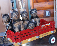 Bea, Scout, Gabby, Cody and Benny 1 (2)