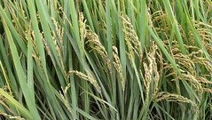 稻子的葉面、稻穗上也全都有灰白粉。