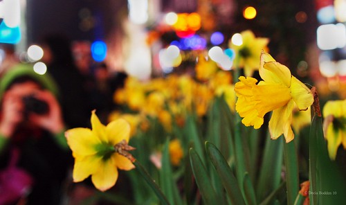 Daffodils-Bokeh by Decia Bodden