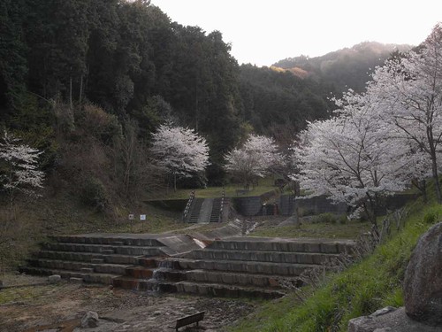 【桜】当麻寺の周辺の公園の桜たち＠葛城市