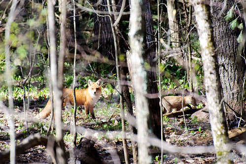 Foxes 4-20-10 4