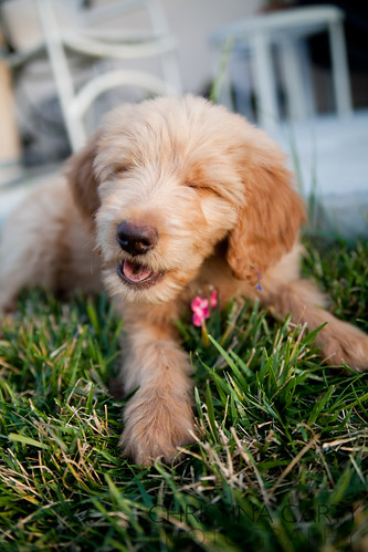 goldendoodle puppy red. cute goldendoodle puppy.