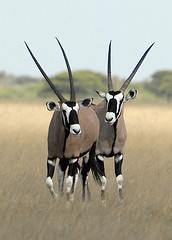 Two Oryxs