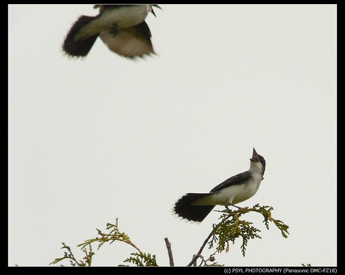 Eastern Kingbirds (Tyrannus tyrannus) 1