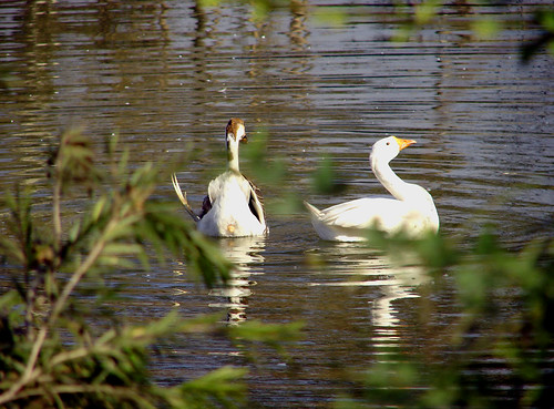Swans at Ayub Park