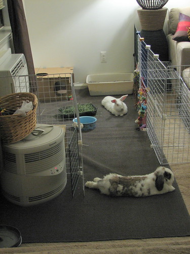 buns lounging in their freshly cleaned area