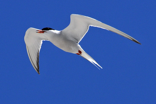 tern flight