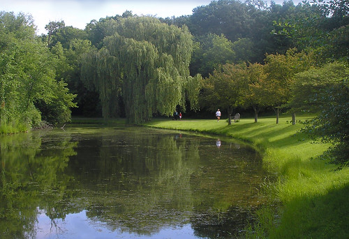 Thorpe Park Willow