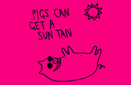 Свиньи могут загорать на солнце!