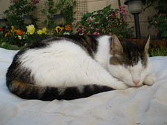 Oimo naps in the garden
