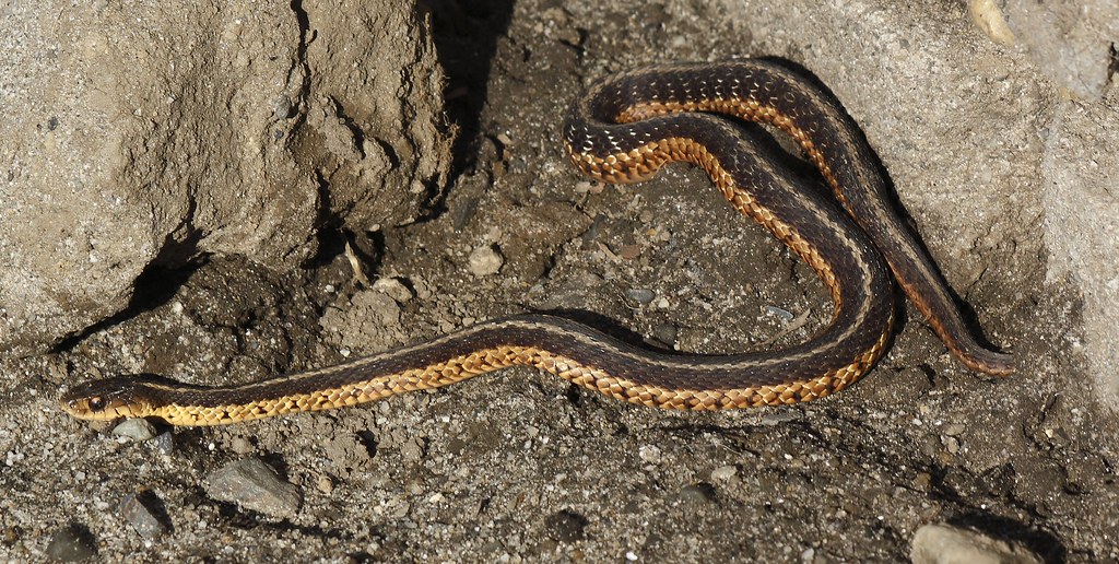 Common Garter Snake (8)