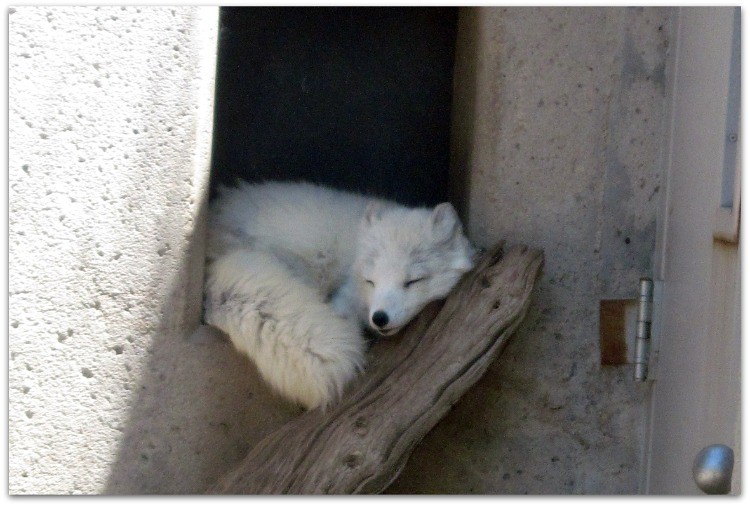 Arctic Fox's Sleepy Time