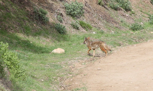 Coyote in Griffith Park