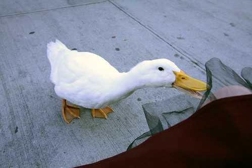 Our neighbor had a duck named Mamasita