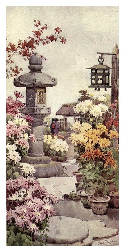 026- Un jardin de crisantemos-The flowers and gardens of Japan (1908)-  Ella Du Cane