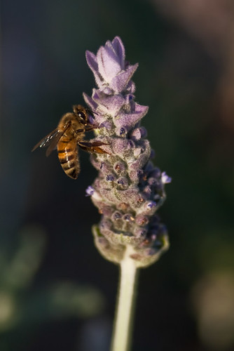 Project 365 # 12: Honeybee and lavender