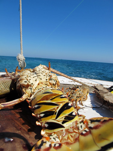 Lobster Sunbathing in Belize