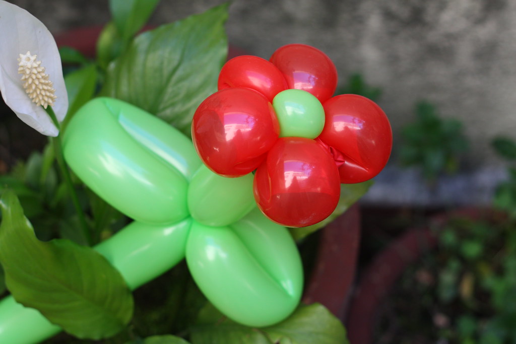 4-Balloon Flower