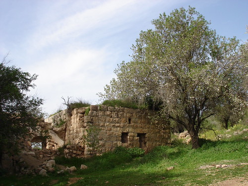 Ruin with tree