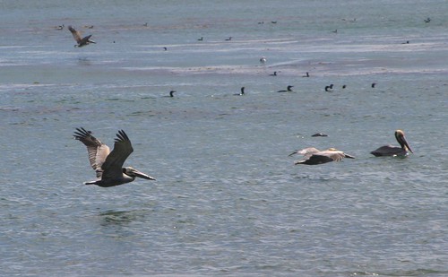 pelicans 202