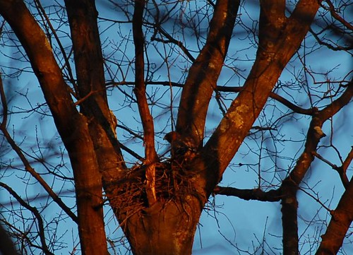 hawk nesting in our yard