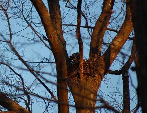 hawk nesting in our yard