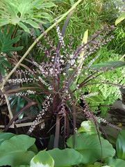 Cordyline Festival Grass blooming