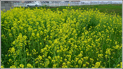 2010年4月の菜の花