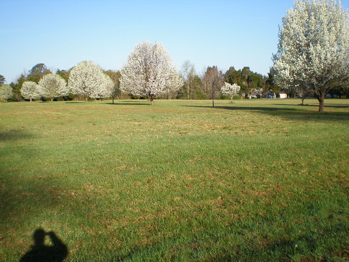 Pear trees blooming on the field