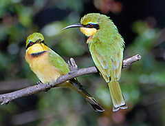Little Bee-Eaters, South Luangwa