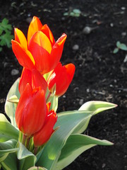 Tulipa praestans Unicum book cover