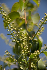 Prunus ilicifolia Buds